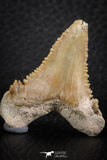 06465 - Nicely Serrated 1.62 Inch Palaeocarcharodon orientalis (Pygmy white Shark) Tooth