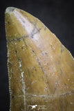 07003 - Great Serrated 1.93 Inch Carcharodontosaurus Dinosaur Tooth KemKem