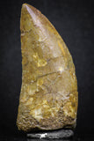 07004 - Great Serrated 2.11 Inch Carcharodontosaurus Dinosaur Tooth KemKem