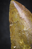 07004 - Great Serrated 2.11 Inch Carcharodontosaurus Dinosaur Tooth KemKem