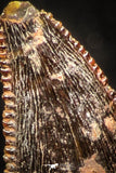 05265 - Top Beautiful 0.34 Inch Serrated Abelisaur Dinosaur Tooth Cretaceous KemKem Beds