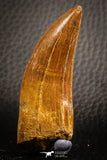 07051 - Finest Quality 2.49 Inch Carcharodontosaurus Dinosaur Tooth KemKem