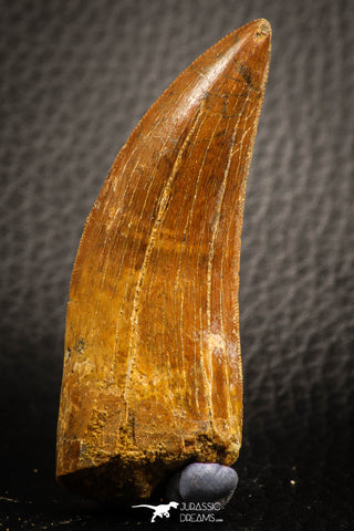 07051 - Finest Quality 2.49 Inch Carcharodontosaurus Dinosaur Tooth KemKem