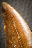 07051 - Finest Quality 2.49 Inch Carcharodontosaurus Dinosaur Tooth KemKem