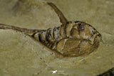 21038 - Amazing Lehua sp Lower Ordovician Trilobite Fezouata Fm