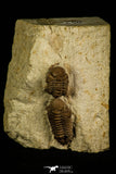 30048 - Beautiful Association 2 Lochovella (Reedops) deckeri Lower Devonian Trilobites - Oklahoma USA