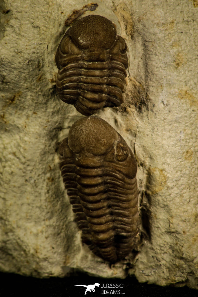 30048 - Beautiful Association 2 Lochovella (Reedops) deckeri Lower Devonian Trilobites - Oklahoma USA