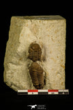 30048 - Beautiful Association 2 Lochovella (Reedops) deckeri Lower Devonian Trilobites - Oklahoma USA