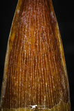 05599 - Well Preserved 1.02 Inch Spinosaurus Dinosaur Tooth Cretaceous