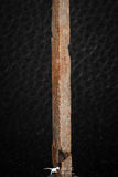 07077 - Museum Grade 3.48 Inch Alanqa saharica Cretaceous Azhdarchid Pterosaur Dentary Bone