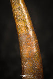 05571 - Top Beautiful 1.01 Inch Pterosaur (Coloborhynchus) Tooth Cretaceous KemKem