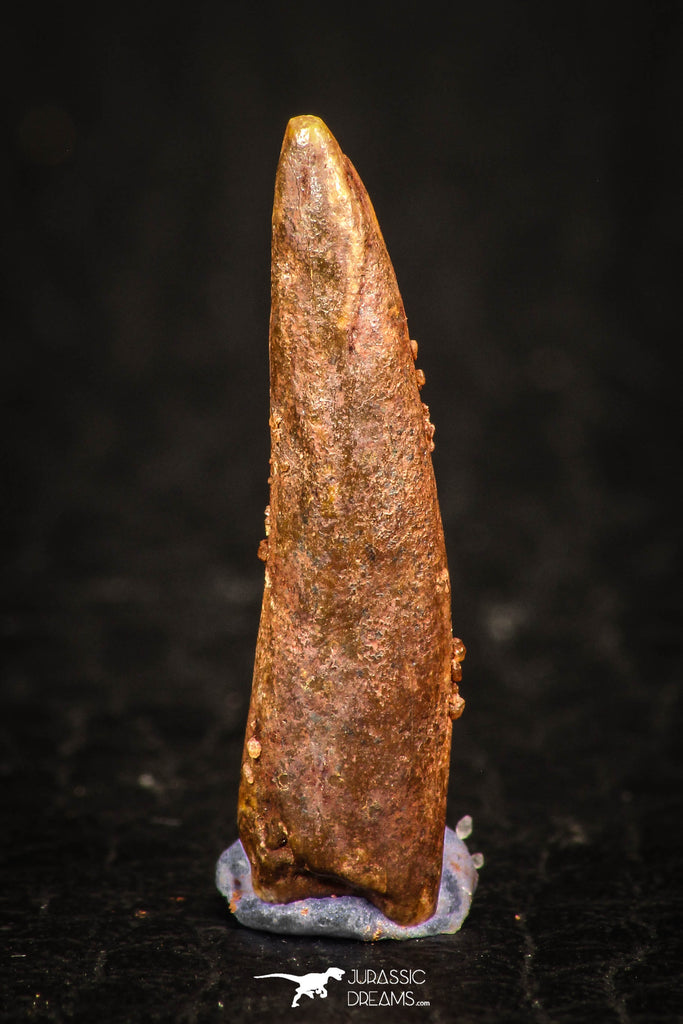 05574 - Beautiful 0.83 Inch Pterosaur (Coloborhynchus) Tooth Cretaceous KemKem