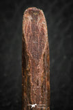 07085 - Top Beautiful 1.31 Inch Rebbachisaurus Diplodocoid Sauropod Dinosaur Tooth