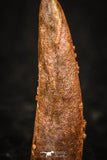 05574 - Beautiful 0.83 Inch Pterosaur (Coloborhynchus) Tooth Cretaceous KemKem