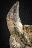 07103 -  Extremely Rare 2.57 Inch Pappocetus lugardi (Whale Ancestor) Incisor Rooted Tooth in Jaw Bone