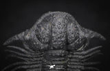 20036 - Top Rare Lichid Trilobite 0.74 Inch "Flying" Acanthopyge (Lobopyge) bassei Lower Devonian