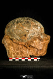 30116 - Huge and Nicely Preserved 5.27 Inch Hadrosaurus Egg in Matrix Kaoguo Fm Cretaceous China