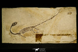 30117 - Nicely Preserved Sinohydrosaurus lingyuanensis Reptile Fossil from Liaoning Province