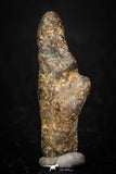 05383 - Agoudal Imilchil Iron IIAB Meteorite 6.2g Collector Grade