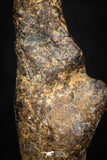 05383 - Agoudal Imilchil Iron IIAB Meteorite 6.2g Collector Grade