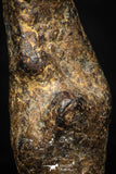 05383 - Agoudal Imilchil Iron IIAB Meteorite 6.2g Collector Grade