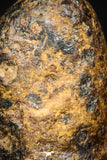 05388 - Agoudal Imilchil Iron IIAB Meteorite 3.6g Collector Grade