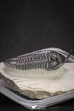 20049 - Well Prepared "Flying" 3.13 Inch Morocconites malladoides Middle Devonian Trilobite