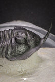 20049 - Well Prepared "Flying" 3.13 Inch Morocconites malladoides Middle Devonian Trilobite