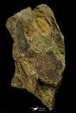 21113 - Premium Grade Asaphellus fezouatensis Lower Ordovician Trilobite Fezouata Fm