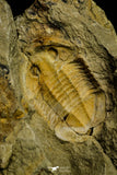 21113 - Premium Grade Asaphellus fezouatensis Lower Ordovician Trilobite Fezouata Fm