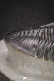 20049 - Well Prepared "Flying" 3.13 Inch Morocconites malladoides Middle Devonian Trilobite