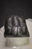 20049 - Well Prepared "Flying" 3.13 Inch Morocconites malladoides Middle Devonian Trilobite