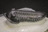 20049 - Well Prepared "Flying" 3.13 Inch Morocconites malladoides Middle Devonian Trilobite