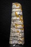 05331 - Top Beautiful 2.24 Inch Orthoceras Devonian Cephalopod