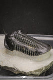 20049 - Well Prepared "Flying" 3.13 Inch Morocconites malladoides Middle Devonian Trilobite