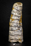 05331 - Top Beautiful 2.24 Inch Orthoceras Devonian Cephalopod