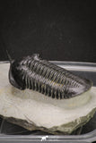 20049 - Well Prepared "Flying" 3.13 Inch Morocconites malladoides Middle Devonian Trilobite