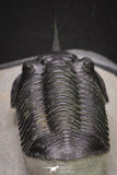 20049 - Well Prepared "Flying" 3.13 Inch Morocconites malladoides Middle Devonian Trilobite