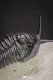 20049 - Well Prepared "Flying" 3.13 Inch Morocconites malladoides Middle Devonian Trilobite