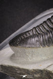 20049 - Well Prepared "Flying" 3.13 Inch Morocconites malladoides Middle Devonian Trilobite