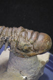 20052 - Top Well Prepared "Flying" 3.23 Inch Crotalocephalina gibbus Lower Devonian Trilobite