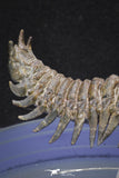 20052 - Top Well Prepared "Flying" 3.23 Inch Crotalocephalina gibbus Lower Devonian Trilobite