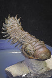 20052 - Top Well Prepared "Flying" 3.23 Inch Crotalocephalina gibbus Lower Devonian Trilobite