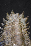 20052 - Top Well Prepared "Flying" 3.23 Inch Crotalocephalina gibbus Lower Devonian Trilobite