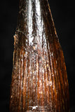 08175 - Well Preserved 0.83 Inch Spinosaurus Dinosaur Tooth Cretaceous