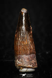 08175 - Well Preserved 0.83 Inch Spinosaurus Dinosaur Tooth Cretaceous