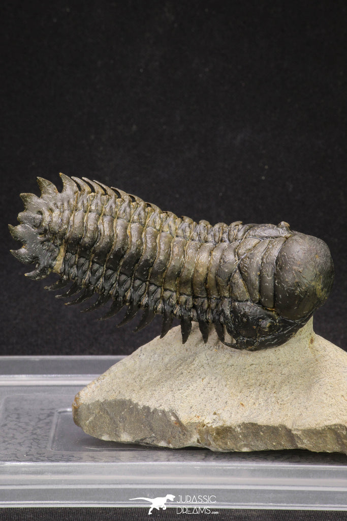 20053 - Top Well Prepared "Flying" 3.42 Inch Crotalocephalina gibbus Lower Devonian Trilobite