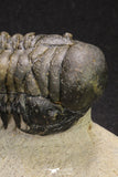 20053 - Top Well Prepared "Flying" 3.42 Inch Crotalocephalina gibbus Lower Devonian Trilobite