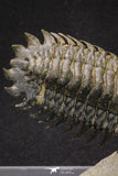 20053 - Top Well Prepared "Flying" 3.42 Inch Crotalocephalina gibbus Lower Devonian Trilobite