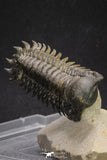 20053 - Top Well Prepared "Flying" 3.42 Inch Crotalocephalina gibbus Lower Devonian Trilobite